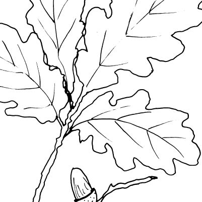 Acorns and Oak Leaves Sketch II