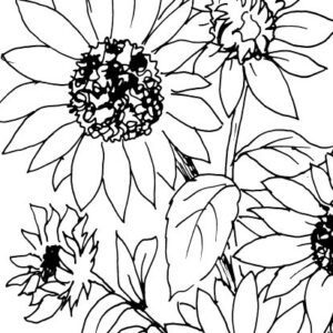 Sunflowers Sketch III