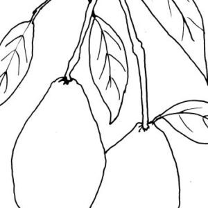Avocado Pear Sketch
