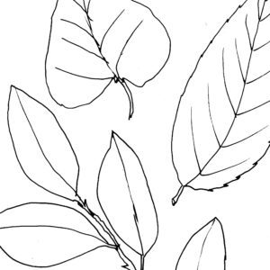 Doodle Leaves Sketch