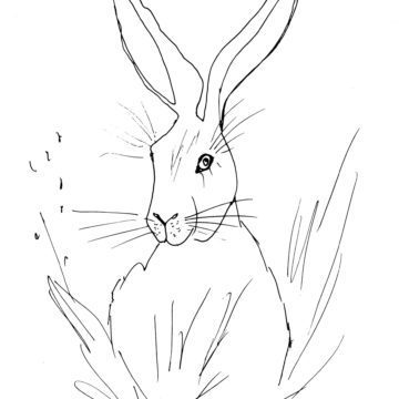 Easter Hare Sketch