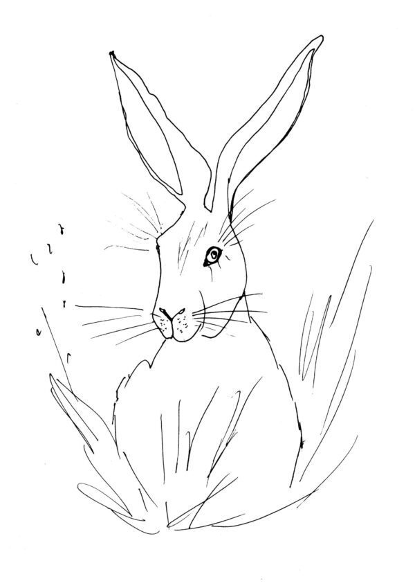 Easter Hare Sketch