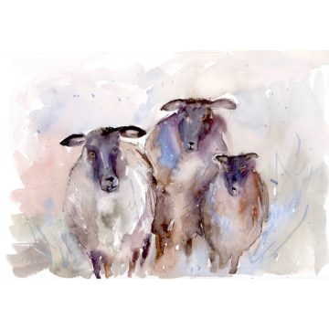 Three Sheep II