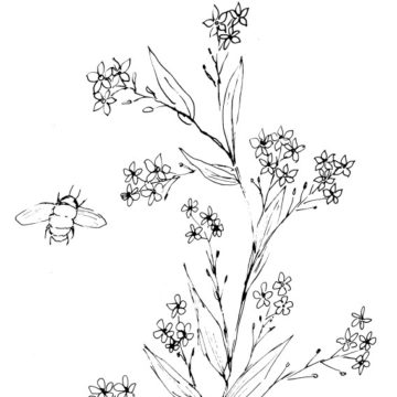 Forget me Nots and Bumblebee Sketch