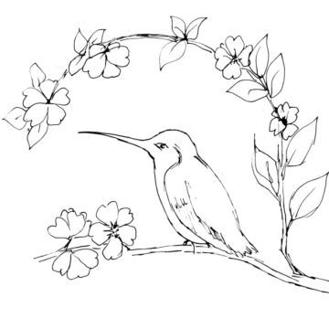 Hummingbird on Branch Sketch