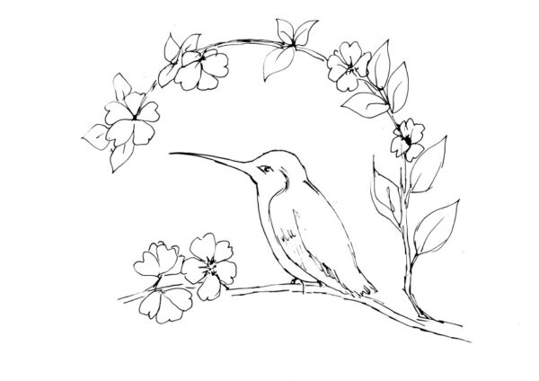 Hummingbird on Branch Sketch