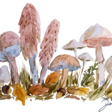 Mushroom Forest Digital Pack