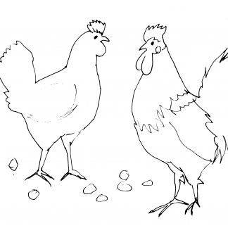 Hen and Rooster Sketch