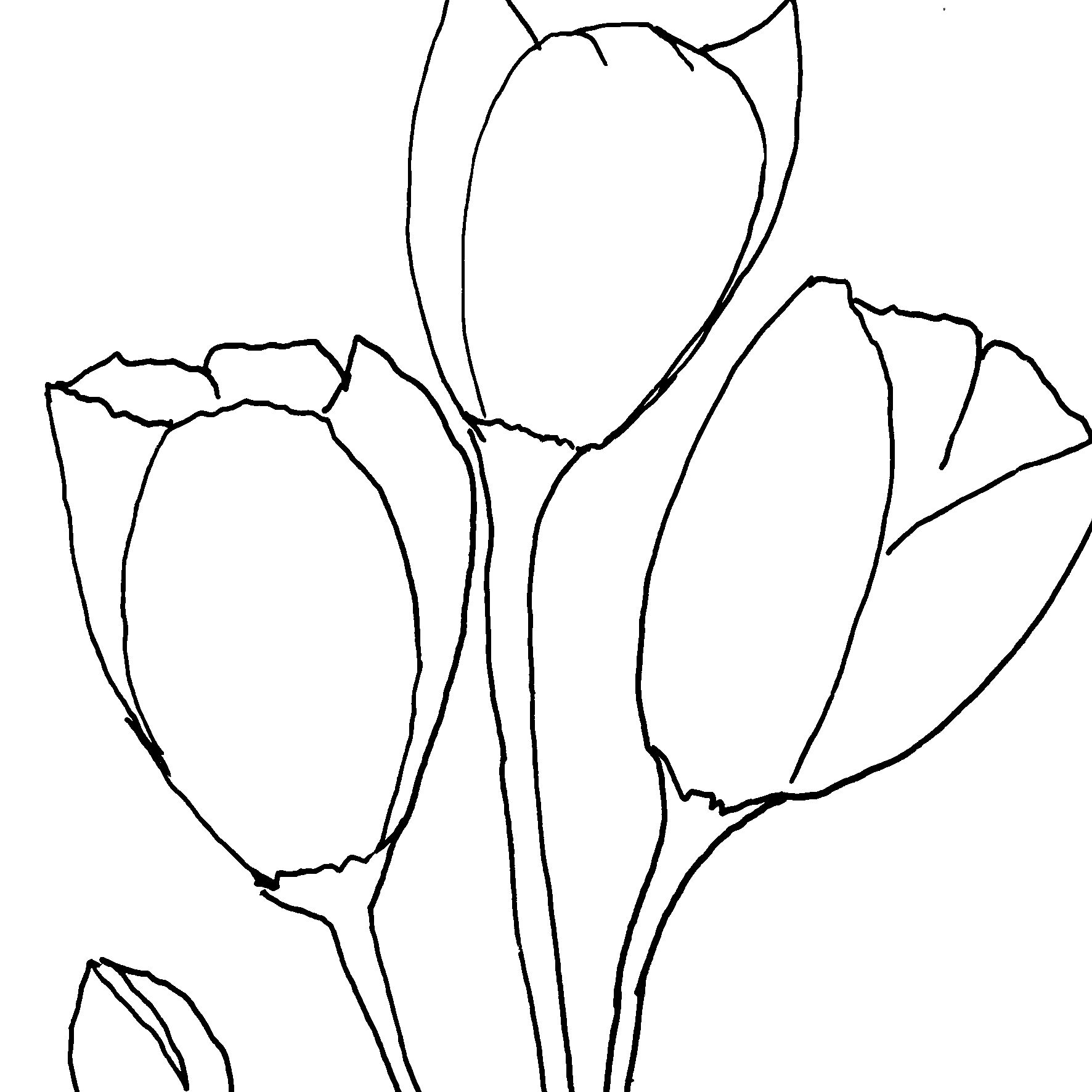 Tulips Sketch II